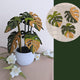 10 sous-verres Monstera, dix feuilles magnétiques, grand ensemble de sous-verres, sous-verres imprimés en 3D
