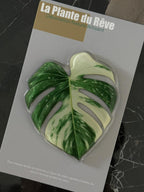 Aimants de Frigo Feuille Tropicale – Magnets Décoratifs Plante Verte – 7-10 cm Résine Brillante