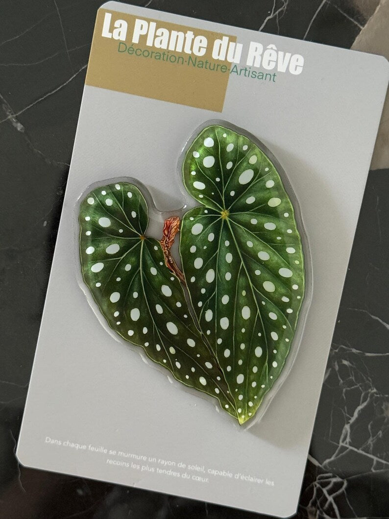 Aimants de Frigo Feuille Tropicale – Magnets Décoratifs Plante Verte – 7-10 cm Résine Brillante