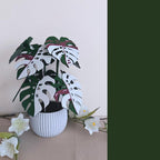 10 sous-verres Monstera, dix feuilles magnétiques, grand ensemble de sous-verres, sous-verres imprimés en 3D